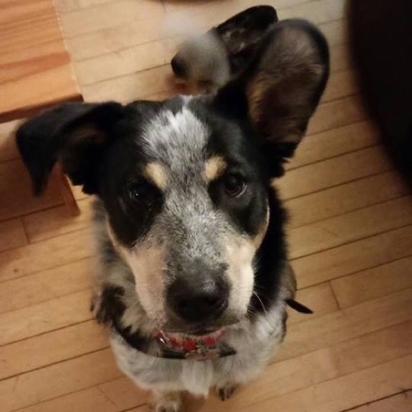 Meet your Posher, Dick - Picture 1 of 4